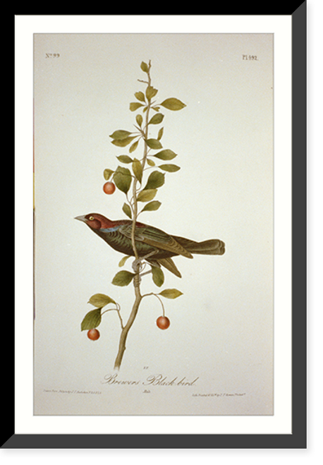 Historic Framed Print, Brewer's Blackbird,  17-7/8" x 21-7/8"