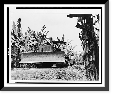 The Choice of transportation in the tropics, whether of mules or tractors, depends upon the soil and the climate..Unifruitco, Vintage Print