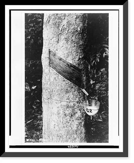Rubber tree with cup attached to collect its sap, Historic Print
