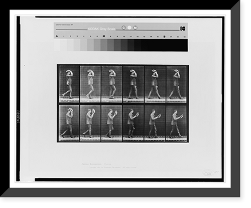 Historic Framed Print, Animal locomotion - 17,  17-7/8" x 21-7/8"