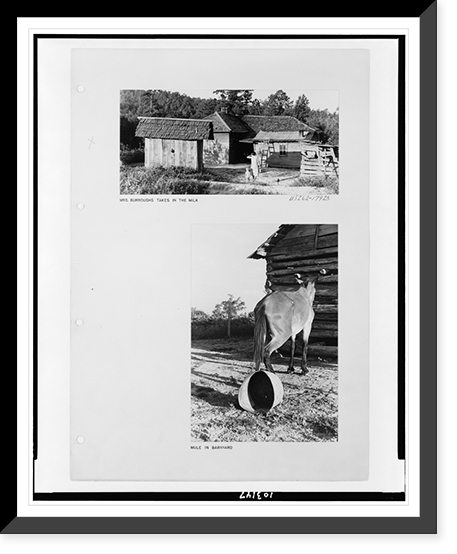 Mrs. Floyd Burroughs taking in the milk Mule in barnyard, Antique Print