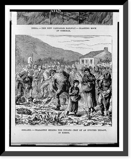 Ireland. Peasantry seizing the potato crop of an evicted tenant, in Kerry, Historic Reproduction