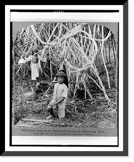 Screw pines in the Botanical Gardens of Buitenzorg, Java, Antique Poster