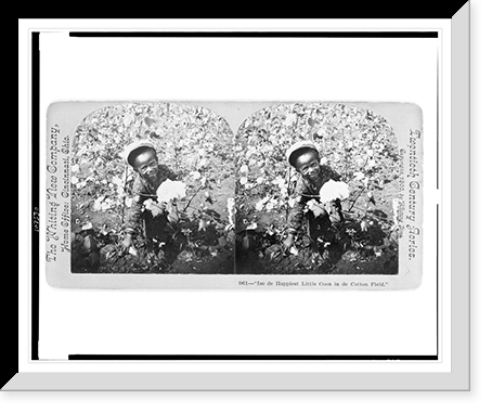 Historic Framed Print, Ise de happiest little coon in de cotton field,  17-7/8" x 21-7/8"