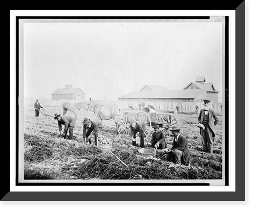 Historic Framed Print, [Harvesting sweet potatoes at Claflin University, Orangeburg, South Carolina],  17-7/8" x 21-7/8"