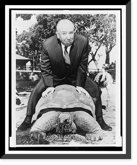 Alfred Hitchcock rides astride a turtle during a visit to the zoo in Sydney, Australia, Historic Print