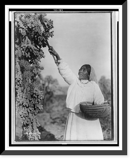 Gathering hanamh - Papago woman picking cactus fruit with wooden stick, Arizona, Antique Wall Art