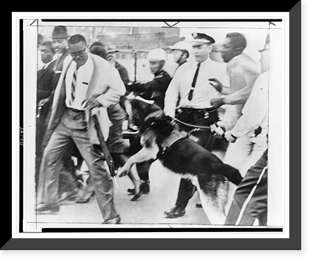 A police dog attacking an African American man, as police break up crowd gathered outside court house, Jackson, Mississippi, for trial of sit-in demonstrators, Antique Wall Art