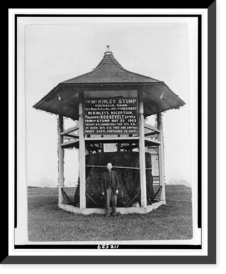 The McKinley stump, Chehallis, Washington, from which presidents McKinley, Roosevelt, Taft, and other noted men have spoken Classic, Antique Poster