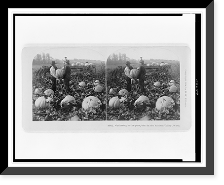 Gathering in the pumpkins in the Yakima Valley, Wash, Antique Poster