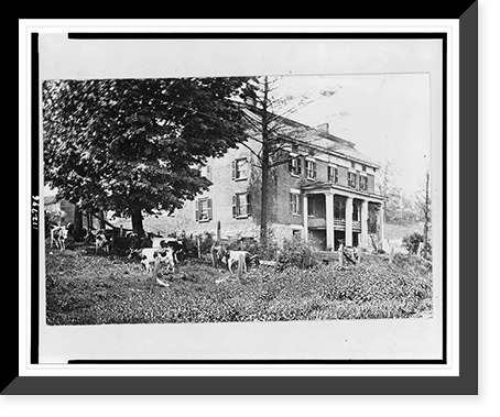 Cattle grazing near a historic house in Herkimer, New York Classic, Vintage Wall Art