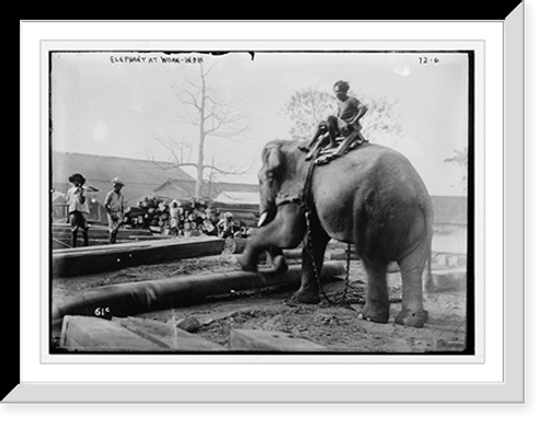 Historic Framed Print, Elephant working, India,  17-7/8" x 21-7/8"
