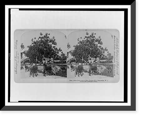 East Indian cattle farm of Hon. Evelyn Ellis, Montpelier, W.I, Historic Print