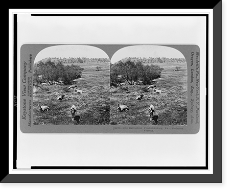 Old battlefield, Fredericksburg, Va. - Piedmont Plateau, Historic Reproduction