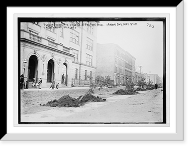 Trees ready to plant, Arbor Day, Public School No. 4, 173rd St. & Fulton Ave., New York Classic, Historic Reproduction