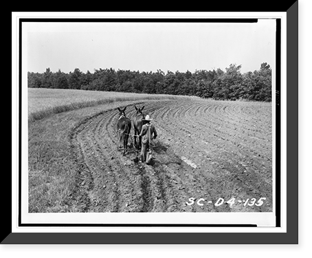 James Archie plowing field, with pair of mules(?), Historic Reproduction