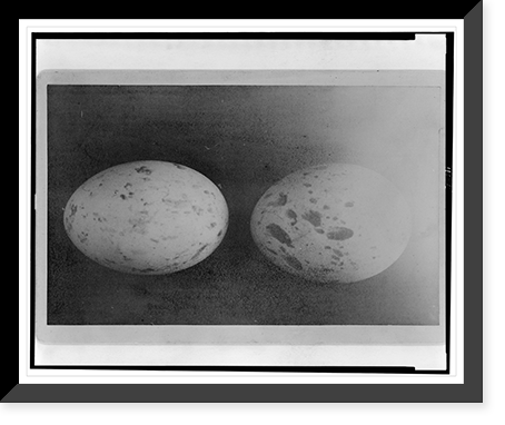 Set of two eggs of western red-tail Classic, Antique Print