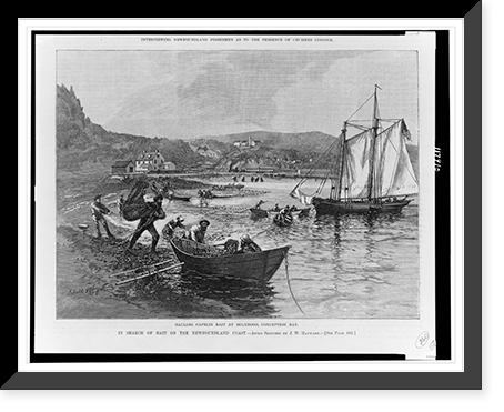 In search of bait on the Newfoundland coast. Hauling capelin bait at Holyrood, Conception Bay.after sketches by J.W. Hayward, Antique Poster
