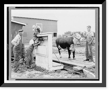 Seward county, Nebr.. July 1938. Four-H club member has his baby beef weighed every month, Vintage Print
