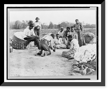 African Americans resting and shooting dice at edge of cotton field Classic, Antique Print