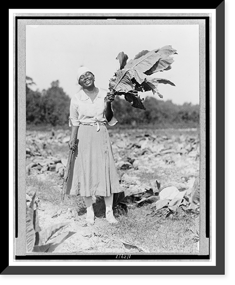 Woman, full-length portrait, standing in field, facing front, holding tobacco leaf, in Washington, D.C. area(?), Vintage Print