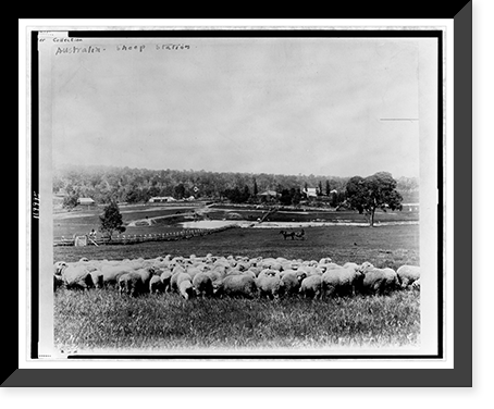 Sheep at sheep station; houses and woods in background, Australia, Vintage Wall Art