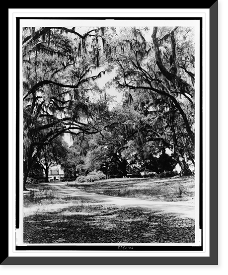 Spanish moss on trees next to lane, building in background - 2, Vintage Wall Art