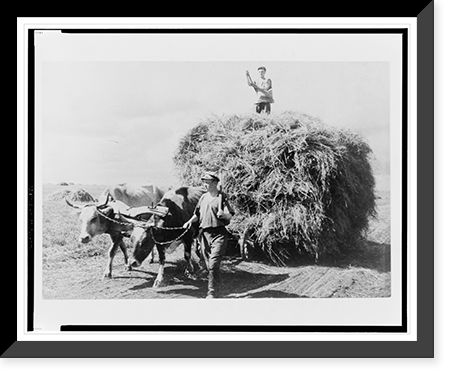 Man leading a pair of yoked oxen pulling a wagon loaded with hay; another man stands atop the hay.Georgii Zel'ma, Historic Print