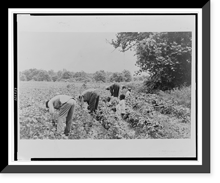 African American agricultural workers, including children, harvesting produce, beans(?), Vintage Poster