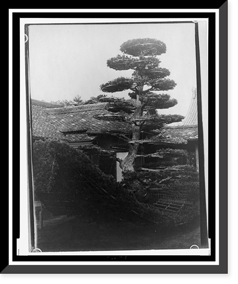 Unidentified garden - 2, Vintage Print