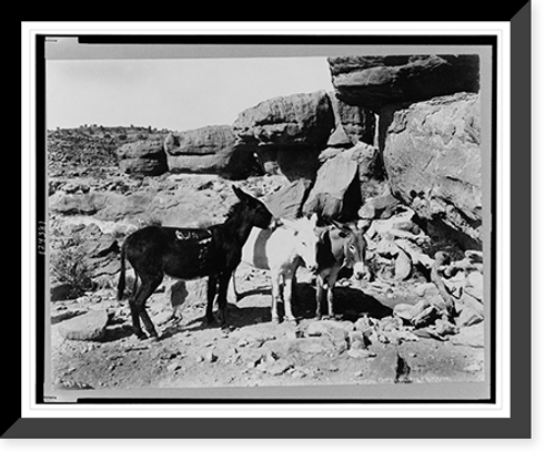 Historic Framed Print, [Three donkeys(?) in the Grand Canyon, Arizona],  17-7/8" x 21-7/8"
