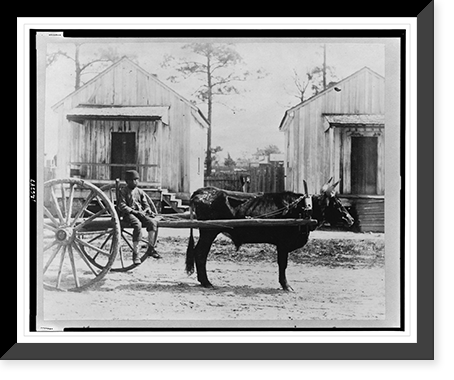 Negro ox-team, Thomasville, Geo, Historic Reproduction