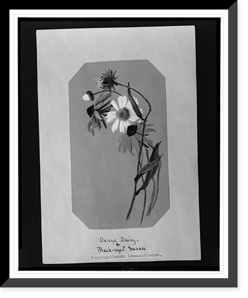Historic Framed Print, Ox-eye daisy & black-eyed susan,  17-7/8" x 21-7/8"