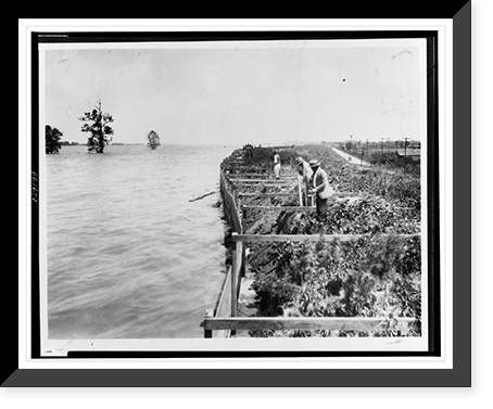 Plank wall holds back flood waters, people on levee erecting supporting braces, partially submerged trees in background.Ewing, Inc., Baton Rouge, La, Historic Print