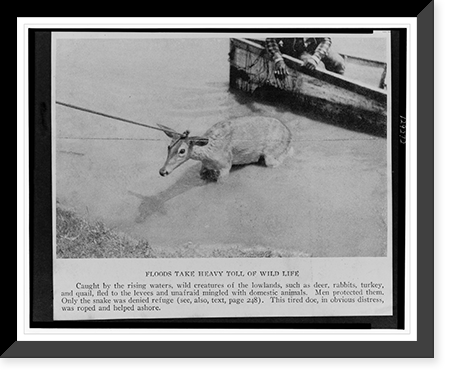 Floods take heavy toll of wild life, Vintage Wall Art