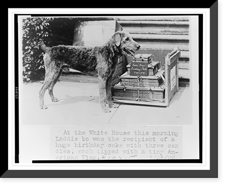 At the White House this morning Laddie boy was the recipient of a huge birthday cake with three candles, each tipped with a tiny American flag, Antique Poster