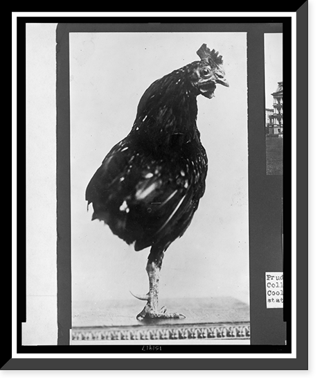 Vintage Photo Print - One-legged rooster, pet of the Roosevelt children