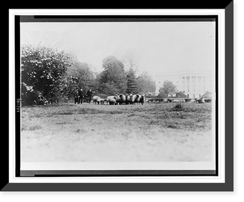 Historic Framed Print, [Three men with White House sheep on south lawn],  17-7/8" x 21-7/8"