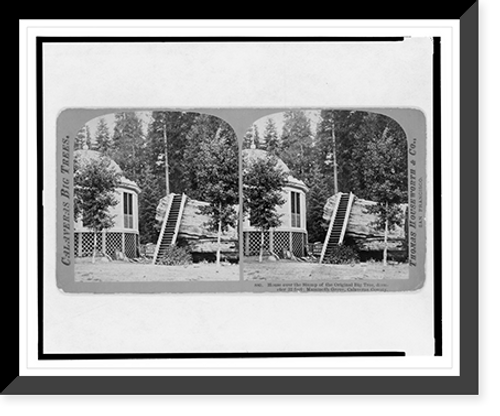 Historic Framed Print, Calaveras big trees. House over the stump of the original big tree, diameter 32 feet, Mammoth Grove, Calaveras County,  17-7/8" x 21-7/8"