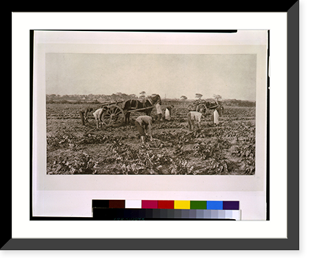 Historic Framed Print, The mangold harvest.P.H. Emerson.,  17-7/8" x 21-7/8"