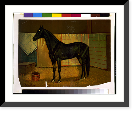 Vintage Americana Print - Black Cloud, a horse in stable.Scott Leighton