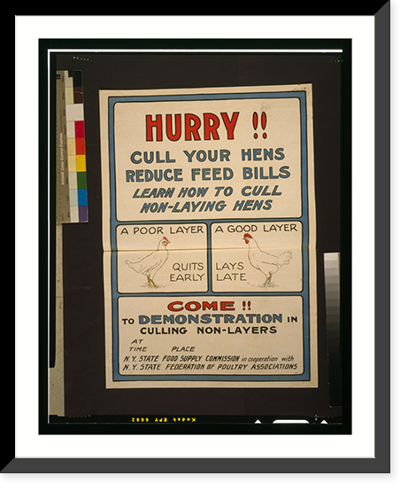 Hurry!! Cull your hens, reduce feed bills Classic, Vintage Poster