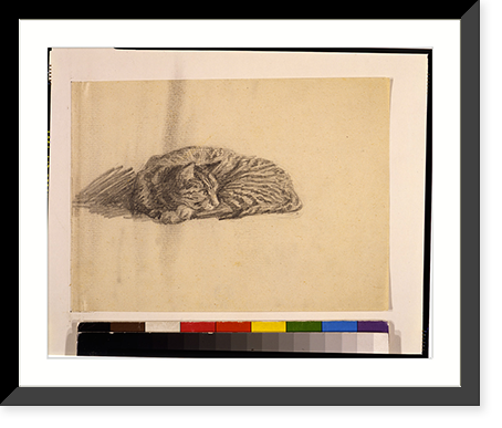 Historic Framed Print, [Cat, curled up],  17-7/8" x 21-7/8"