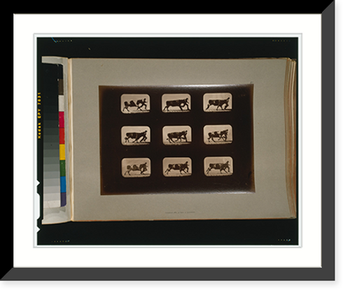 Historic Framed Print, Ox, running, irregular,  17-7/8" x 21-7/8"