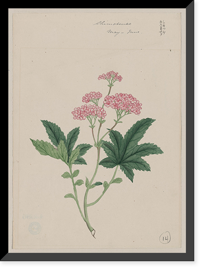 Historic Framed Print, [Japanese drawing] - 62,  17-7/8" x 21-7/8"