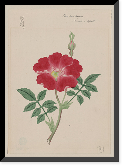 Japanese drawing - 65, Vintage Print