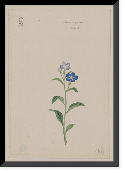 Historic Framed Print, [Japanese drawing] - 77,  17-7/8" x 21-7/8"