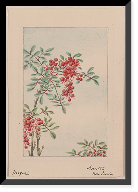 Historic Framed Print, [Japanese drawing] - 197,  17-7/8" x 21-7/8"