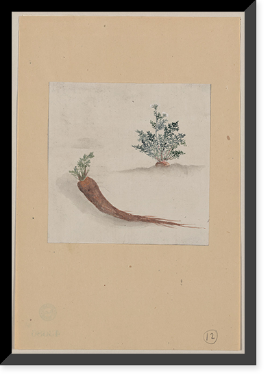 Historic Framed Print, [Japanese drawing] - 243,  17-7/8" x 21-7/8"