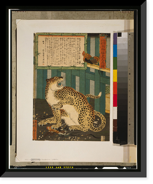 Historic Framed Print, Konjaku miken seibutsu moko no shinzu Translation:Changing times bring unseen things - true picture of a tiger.,  17-7/8" x 21-7/8"